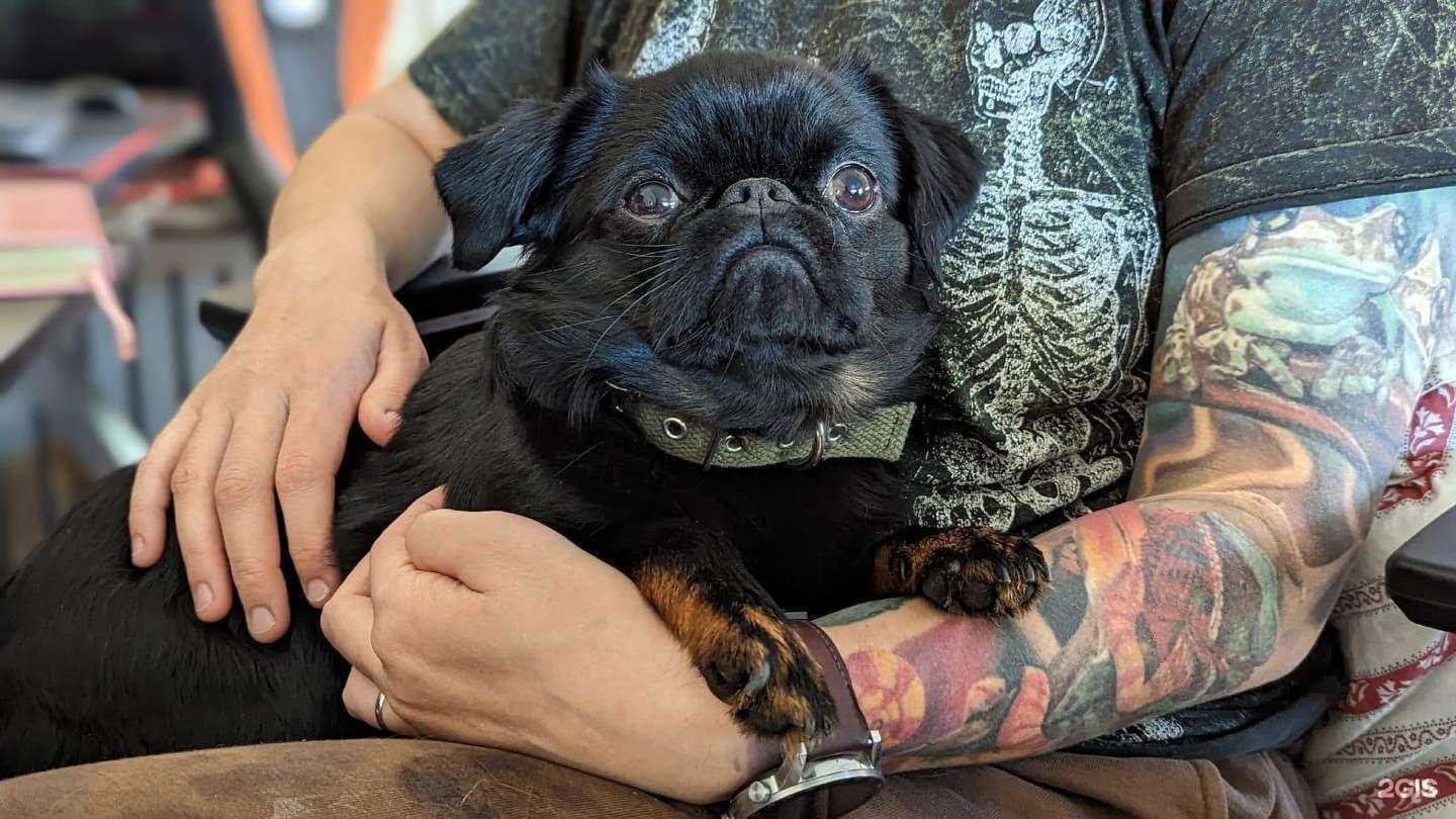 Отзывы на компанию ЧесноКошка в Уфе c фото