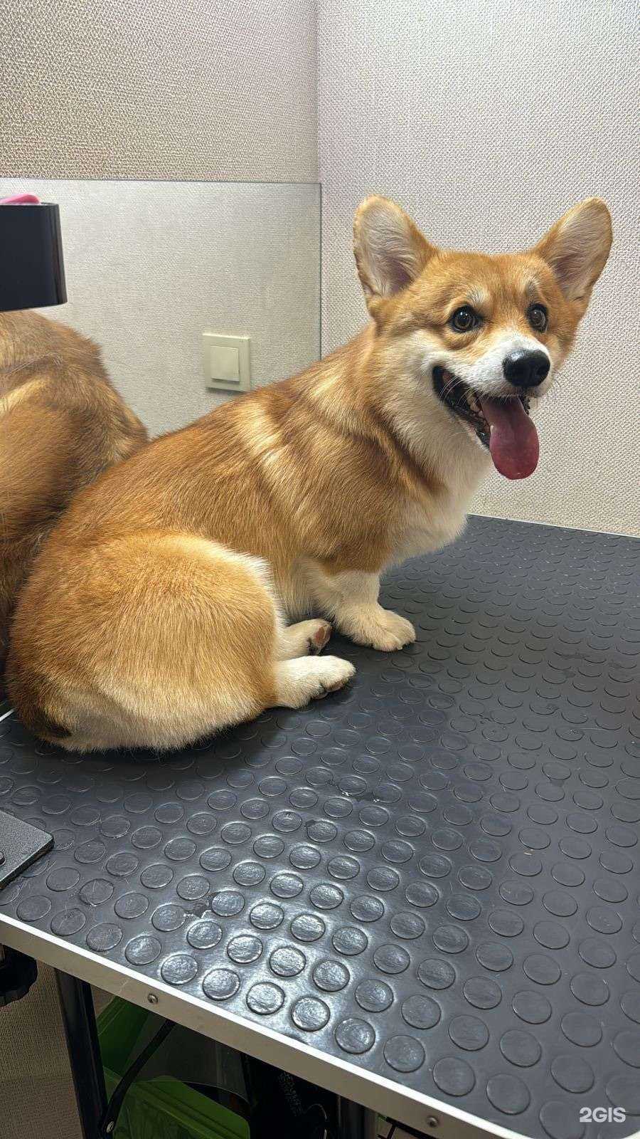 Отзывы на компанию Groomroom23 в г. Краснодар c фото