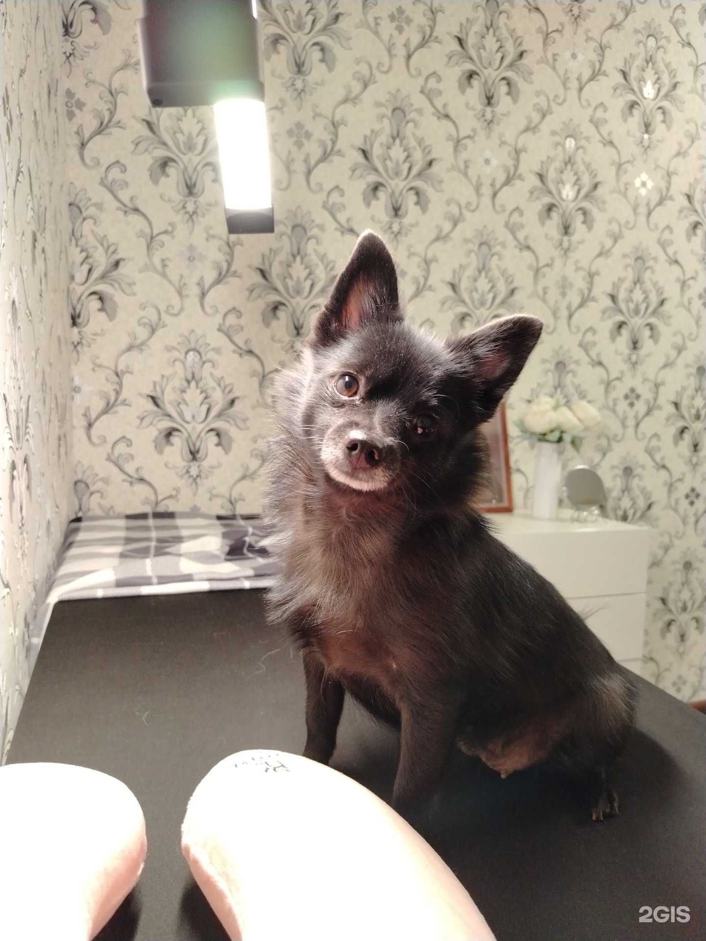 Отзывы на компанию Ветеринарный центр в Магнитогорске c фото