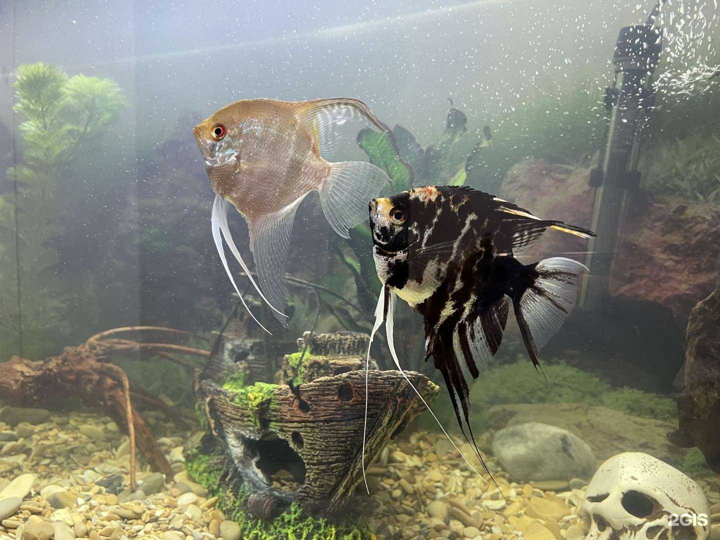 Отзывы на компанию Зоомир в г. Иваново c фото