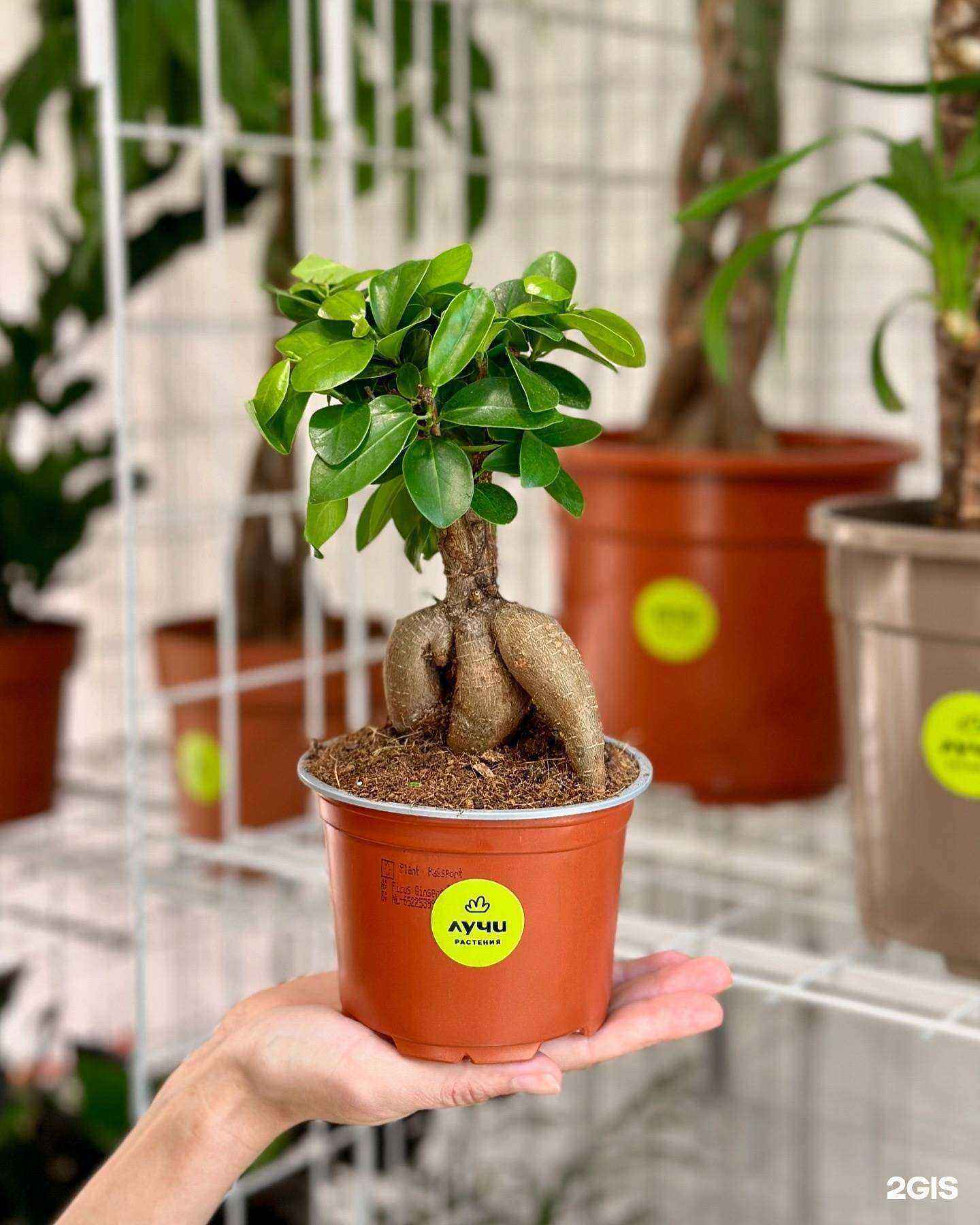 Отзывы на компанию Лучи в г. Челябинск c фото