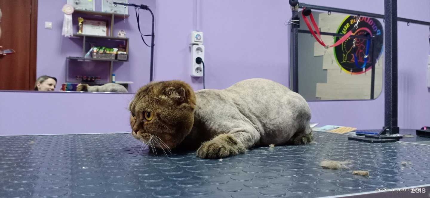 Отзывы на компанию ParaDogs style в Тольятти c фото