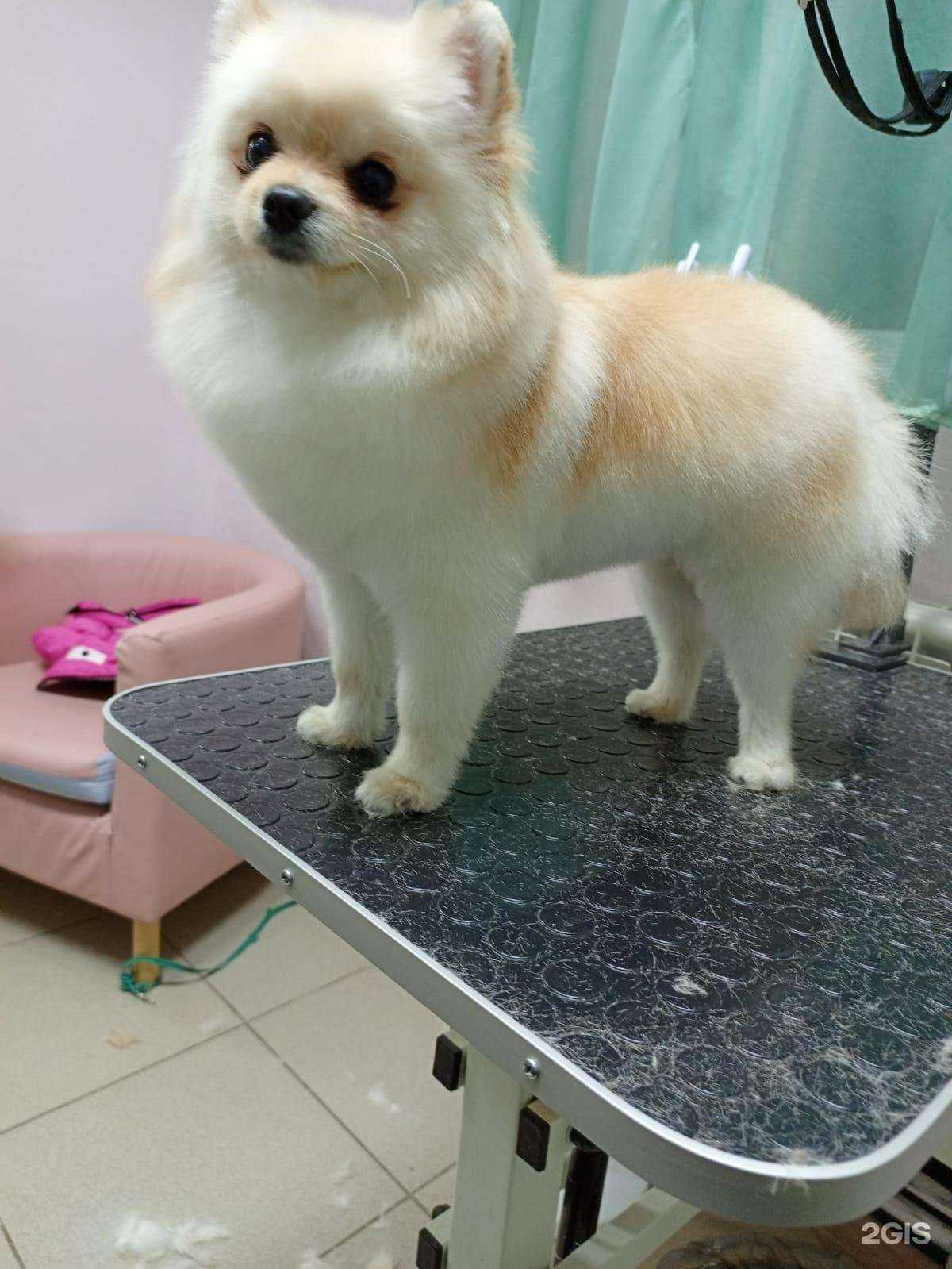 Отзывы на компанию Мокрый Нос в Иванове c фото