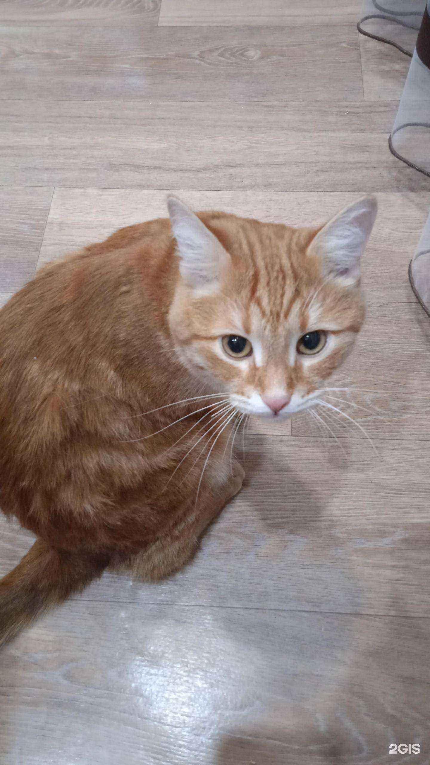 Отзывы на компанию Ветдоктор в Набережных Челнах c фото