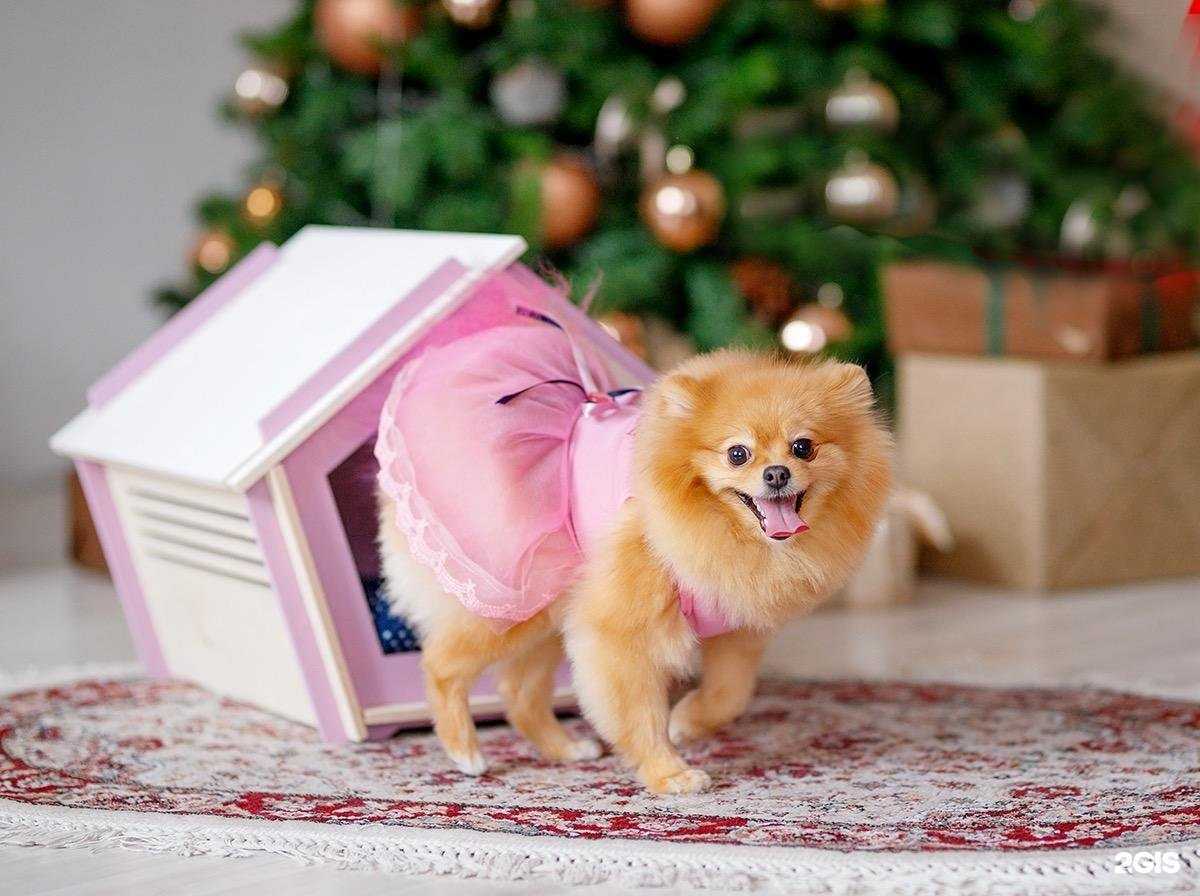 Отзывы на компанию Цезарь в Рязани c фото