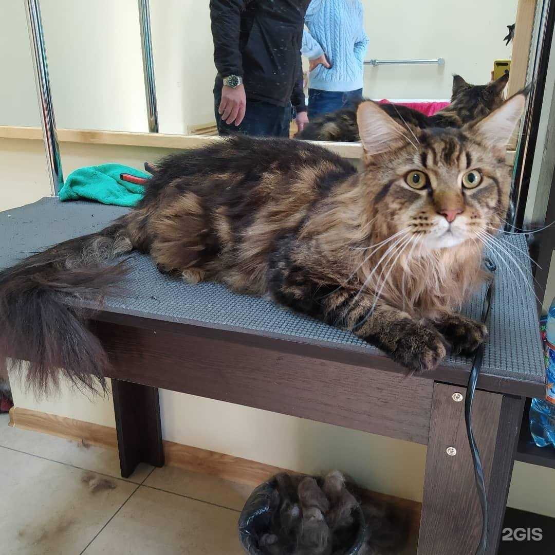 Отзывы на компанию Лучший Друг в г. Барнаул c фото