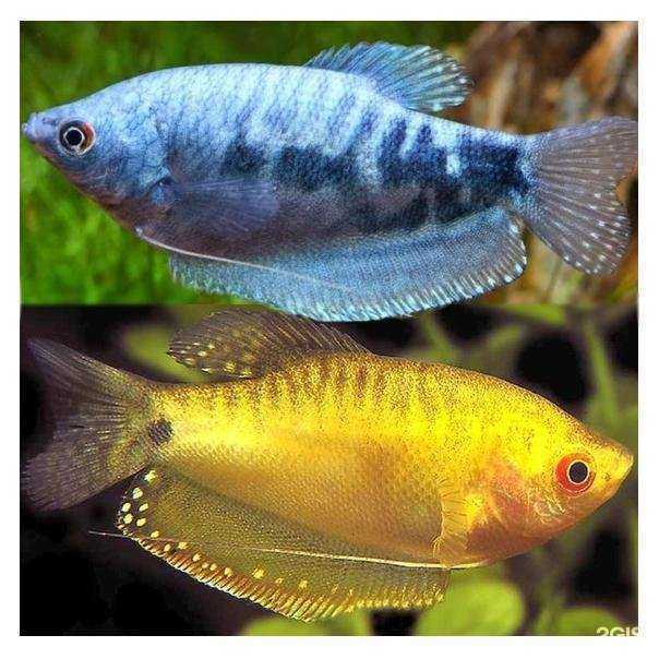 Отзывы на компанию Гарфилд в Салавате c фото