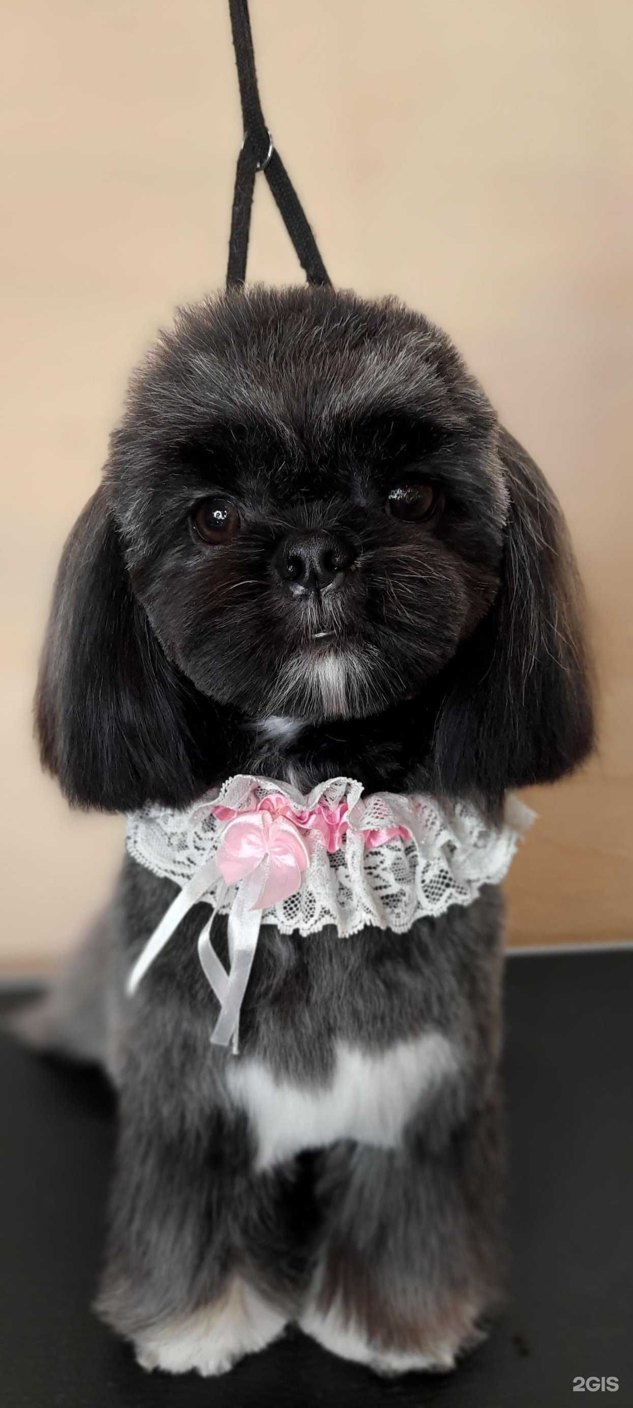 Отзывы на компанию Dog&Cat в Иркутске c фото