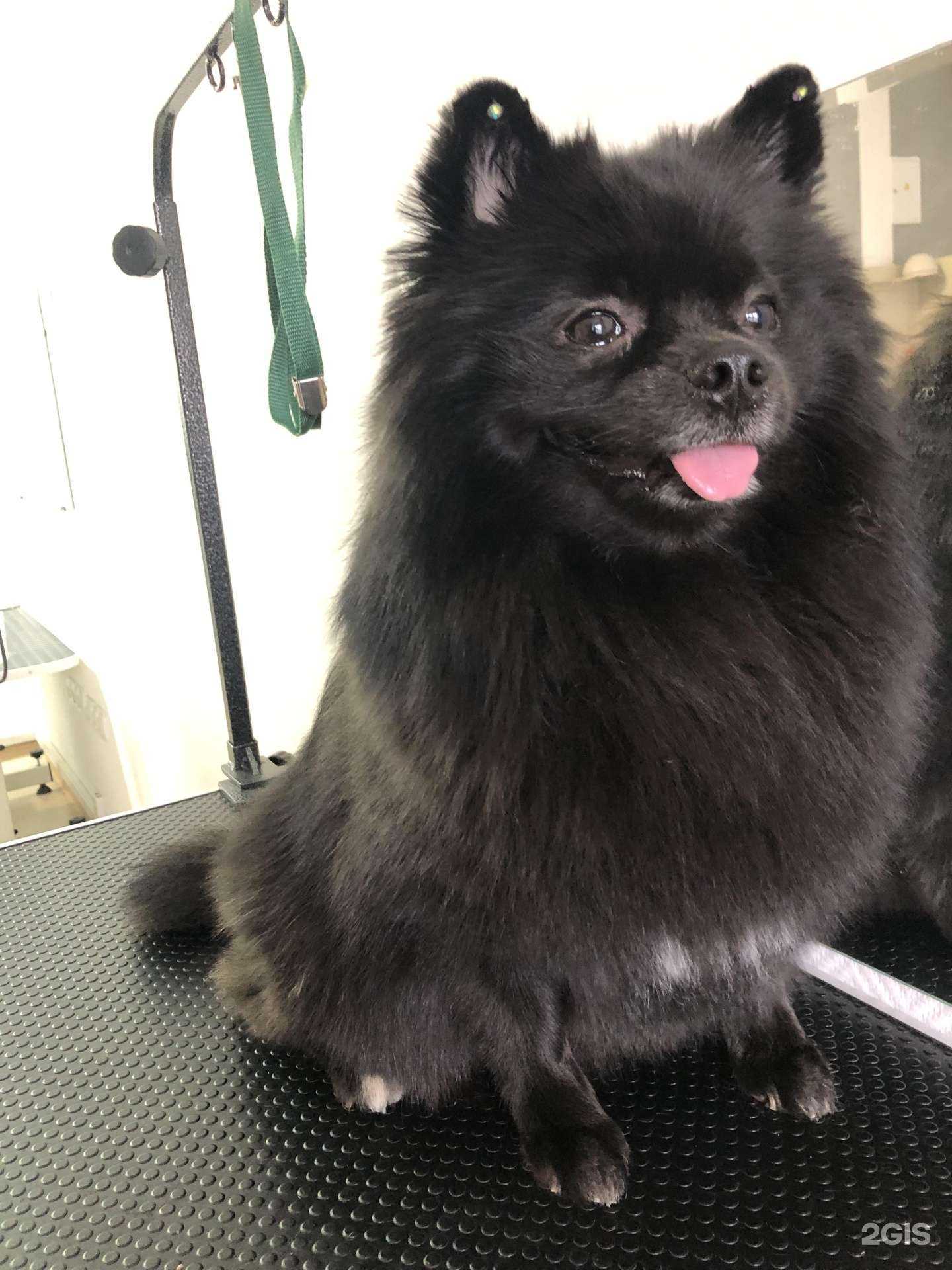 Отзывы на компанию Груминг-салон в г. Пермь c фото