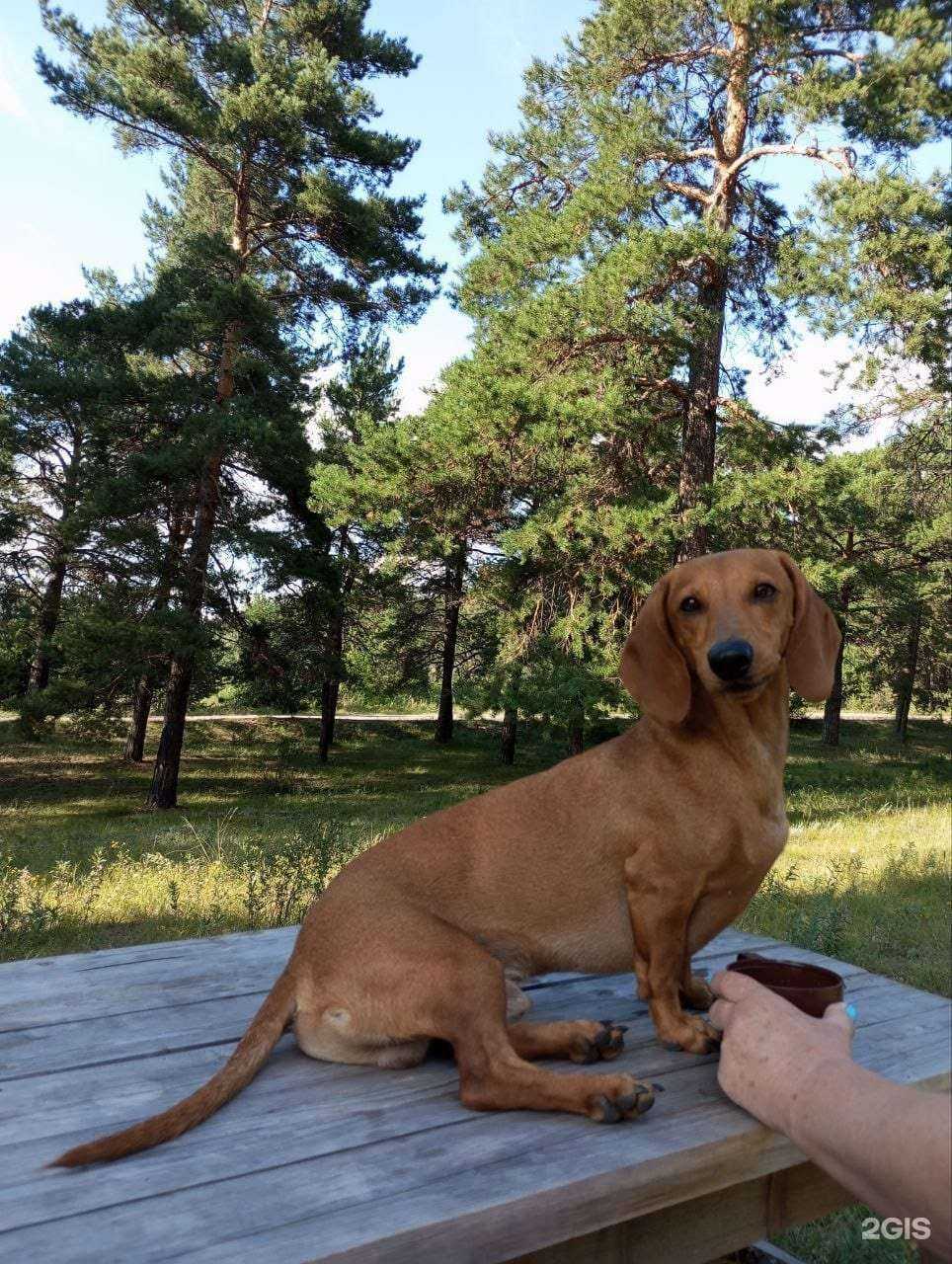 Отзывы на компанию Минусинский отдел ветеринарии в Минусинске c фото - фотография 2 из 2