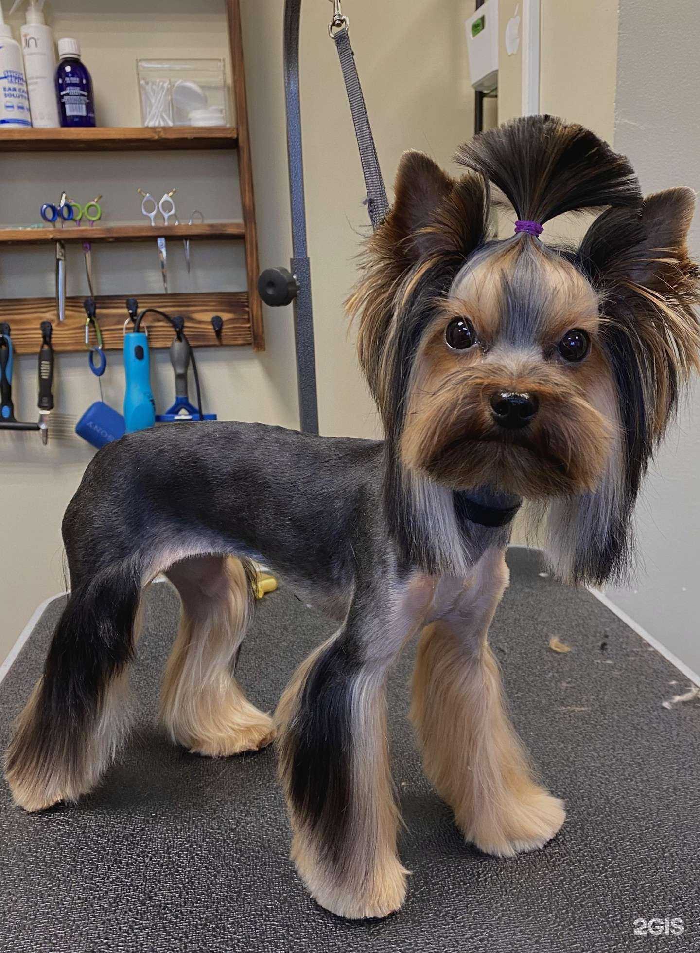 Отзывы на компанию Лохматикофф в Подольске c фото