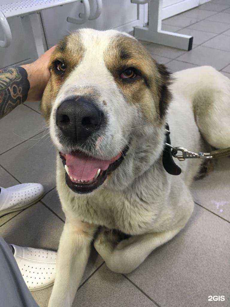 Отзывы на компанию Зооветцентр в г. Сургут c фото