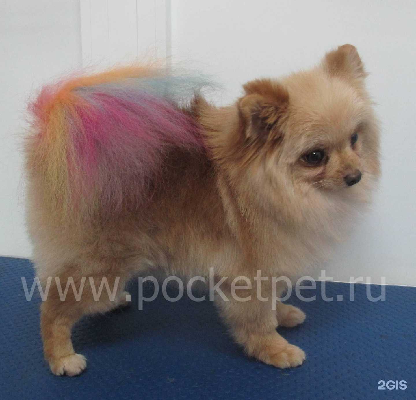 Отзывы на компанию Карманный питомец в г. Ивантеевка c фото