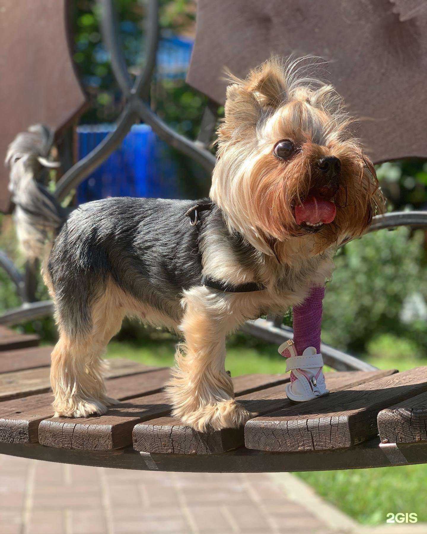 Отзывы на компанию VetAsist в г. Краснодар c фото