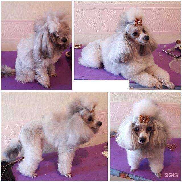 Отзывы на компанию Доктор-Вет в г. Батайск c фото