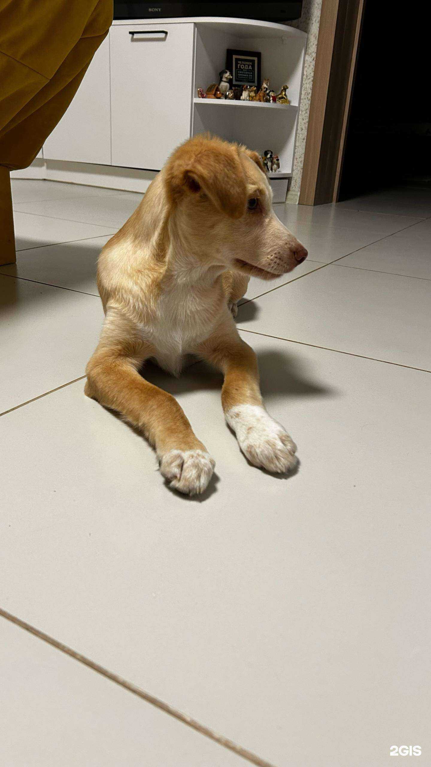 Отзывы на компанию Ветеринарная клиника в Тюмени c фото