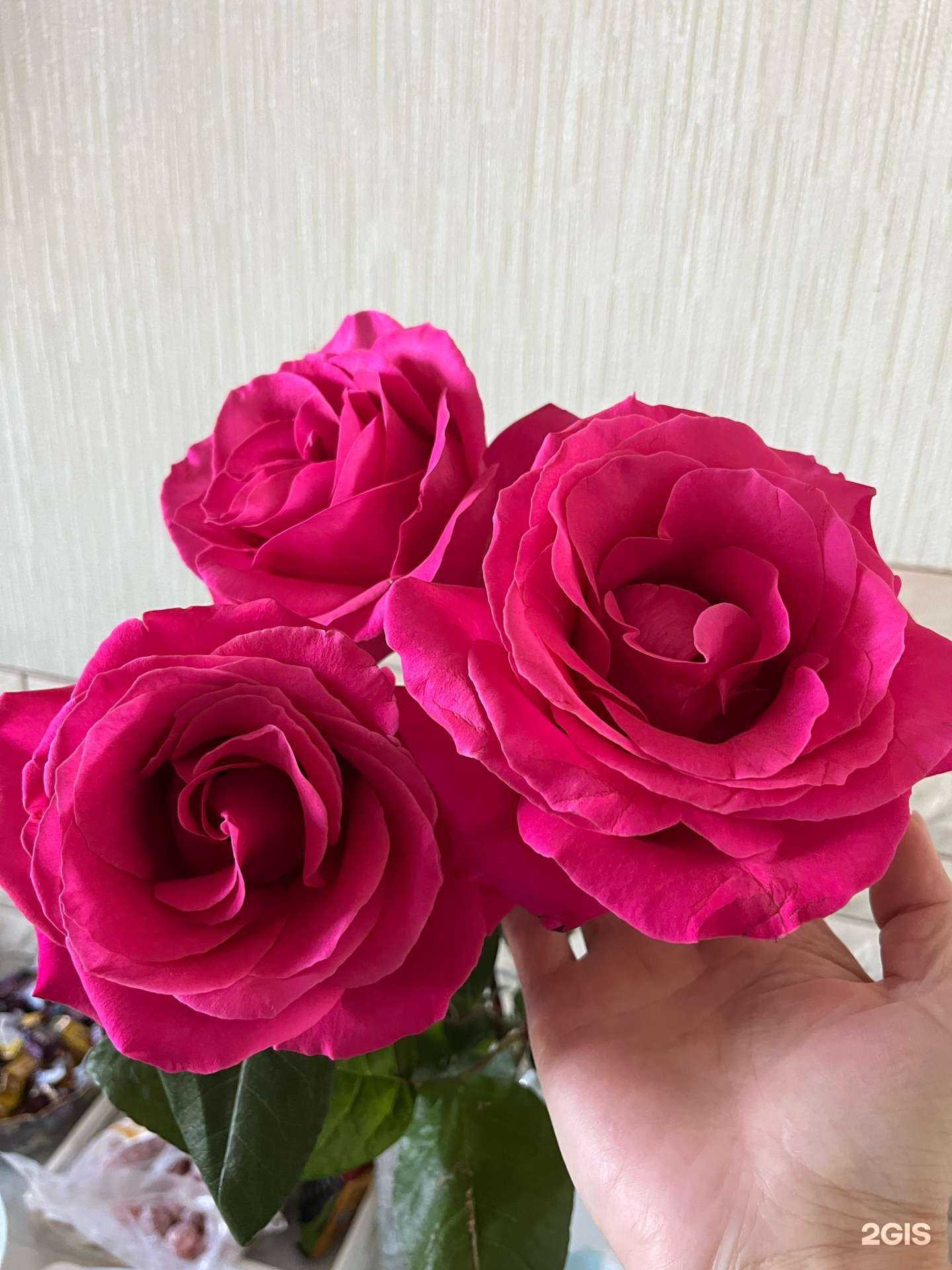 Отзывы на компанию Нежность в Иркутске c фото