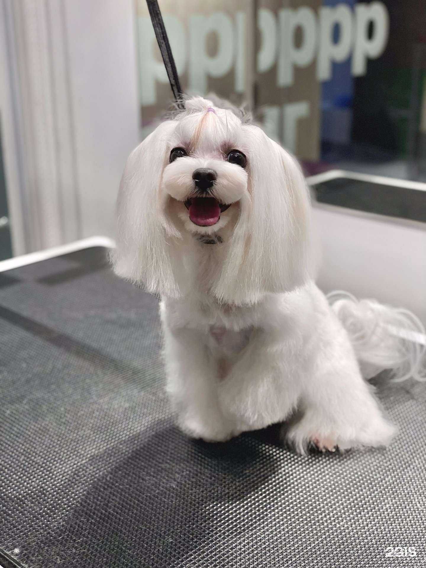 Отзывы на компанию Мокрый нос в г. Новосибирск c фото