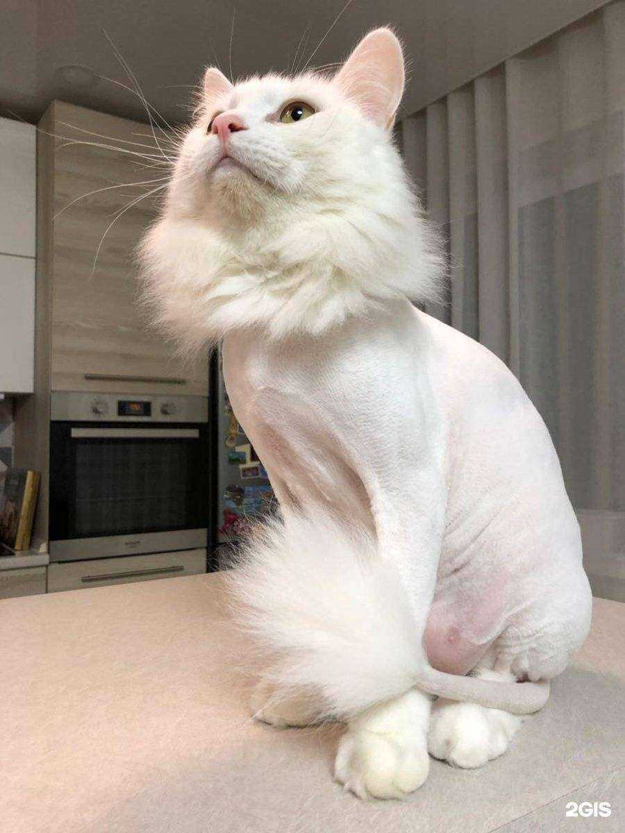 Отзывы на компанию Слон и Моська в Владивостоке c фото