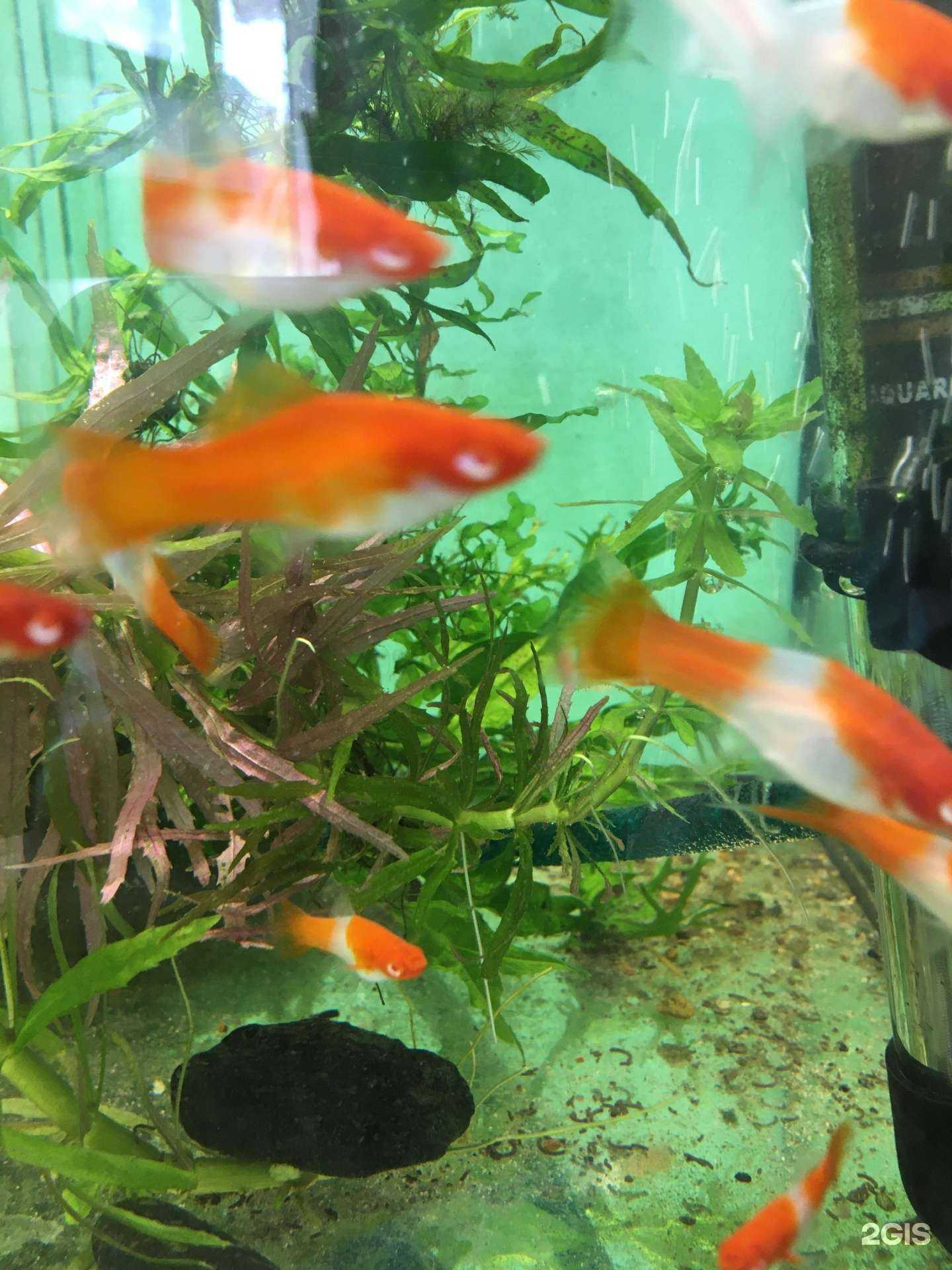 Отзывы на компанию Зоосалон в Ульяновске c фото