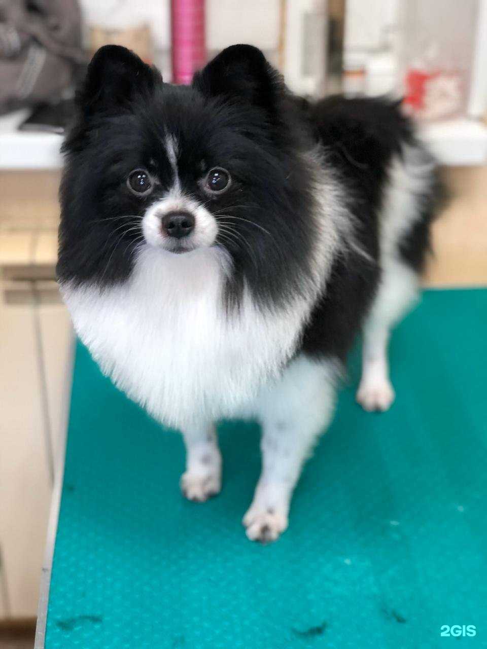 Отзывы на компанию PetRoom в г. Норильск c фото