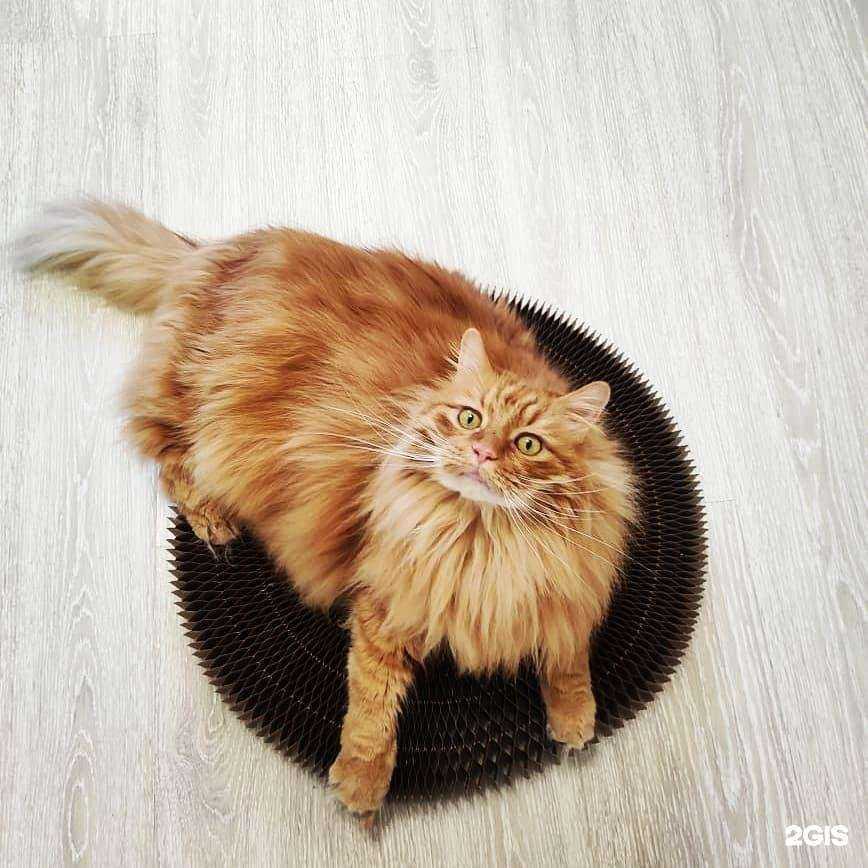 Отзывы на компанию Дарс в Владивостоке c фото