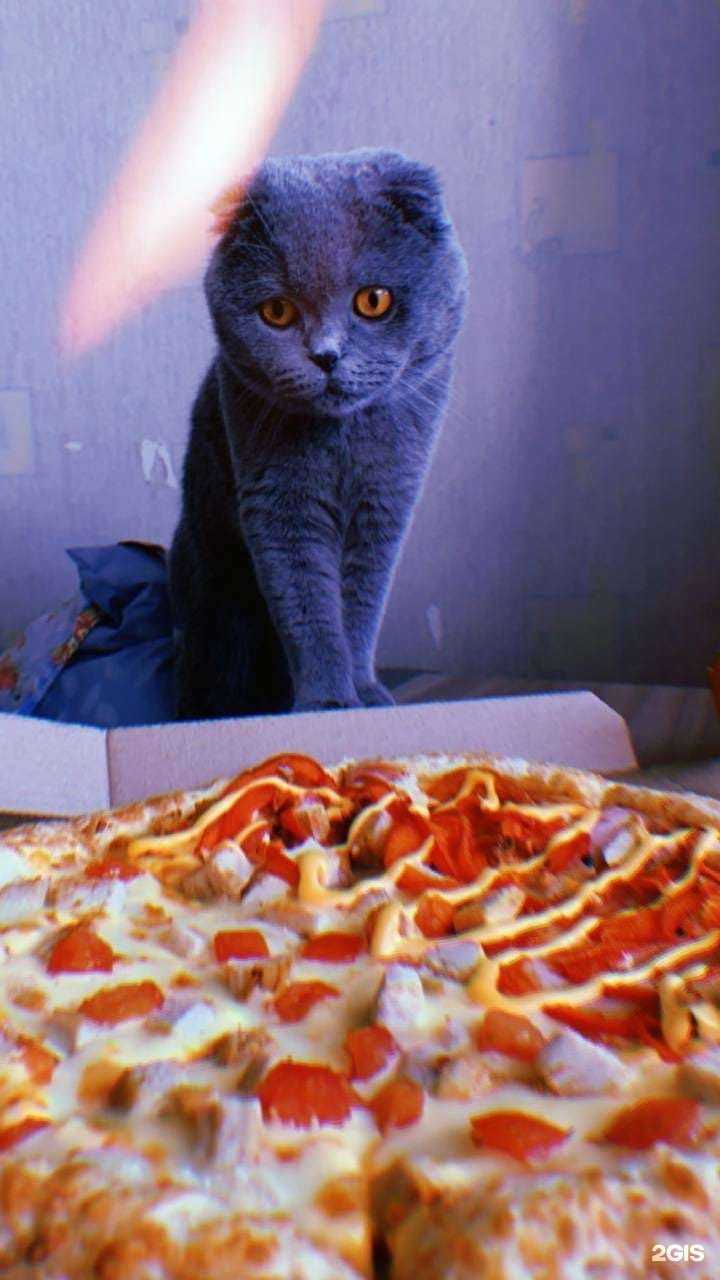 Отзывы на компанию Миго Пицца в Новокузнецке c фото