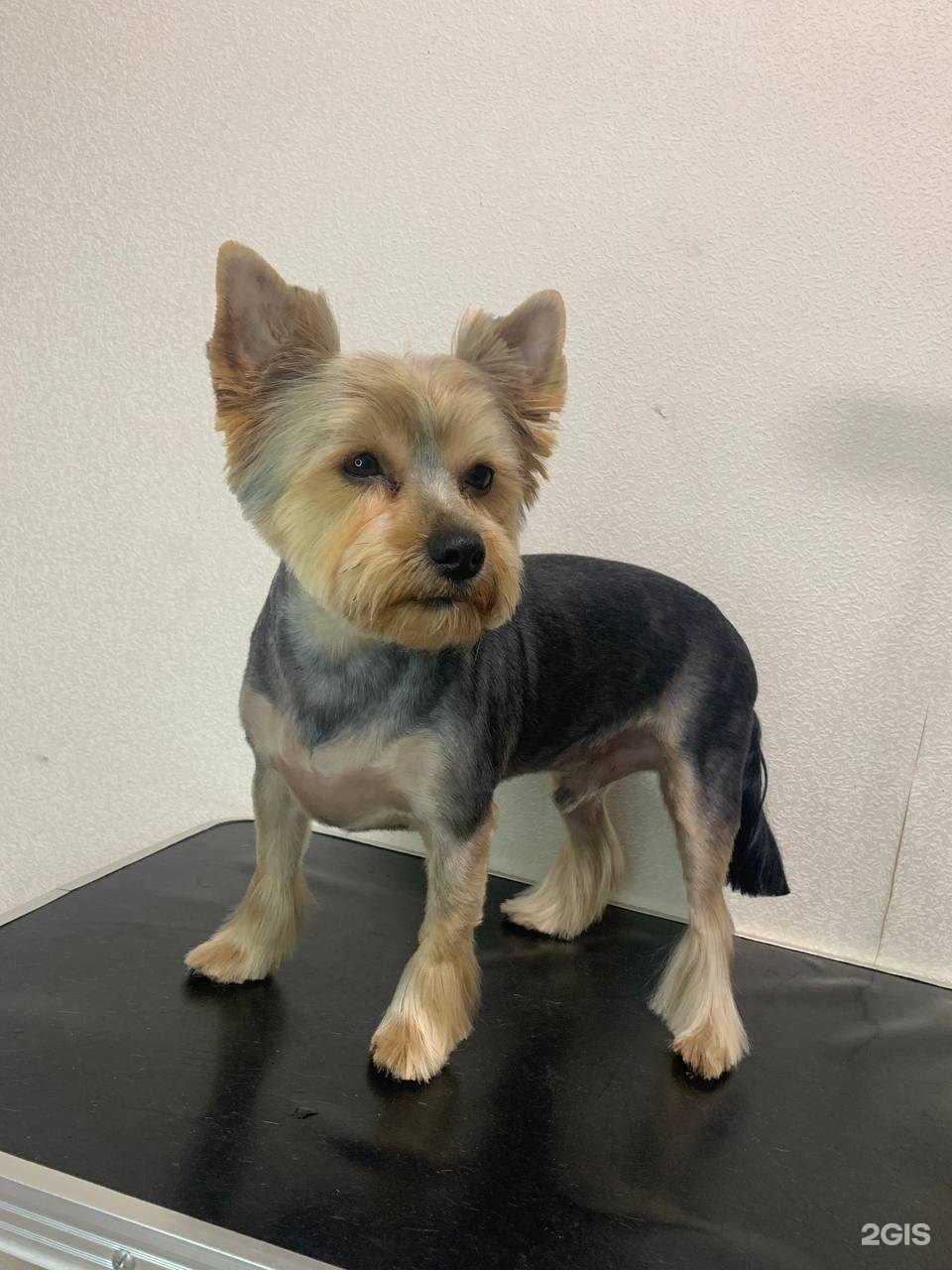 Отзывы на компанию Yourgroomer в Воронеже c фото