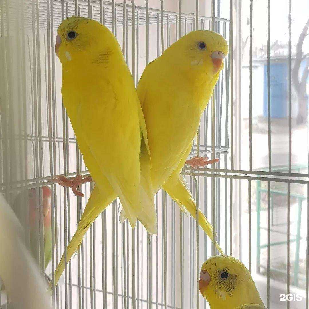 Отзывы на компанию Zоомаркет в г. Ростов-на-Дону c фото