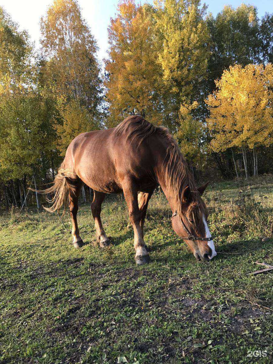 Отзывы на компанию Лапудай в Железногорске c фото