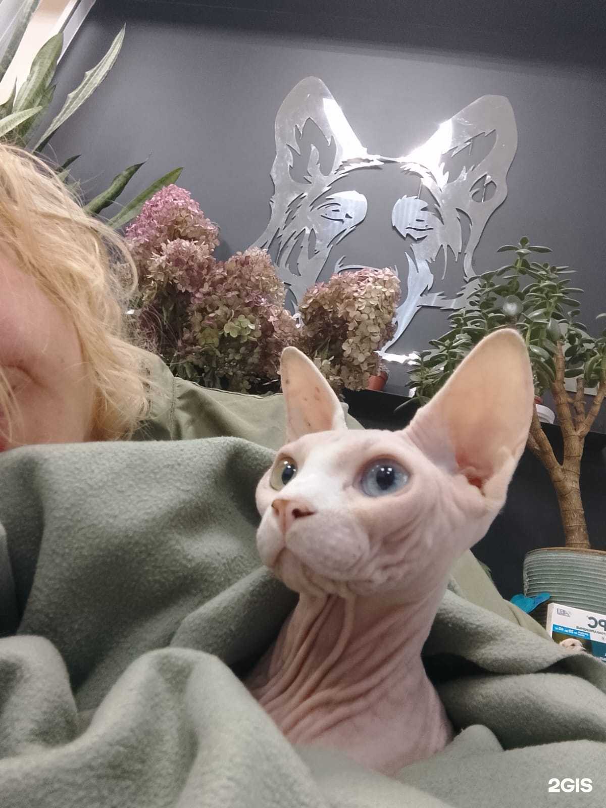 Отзывы на компанию ПриВет в Егорьевске c фото