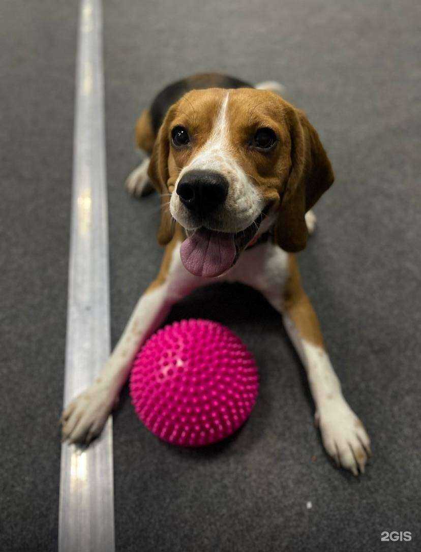 Отзывы на компанию Собачье дело в Томске c фото