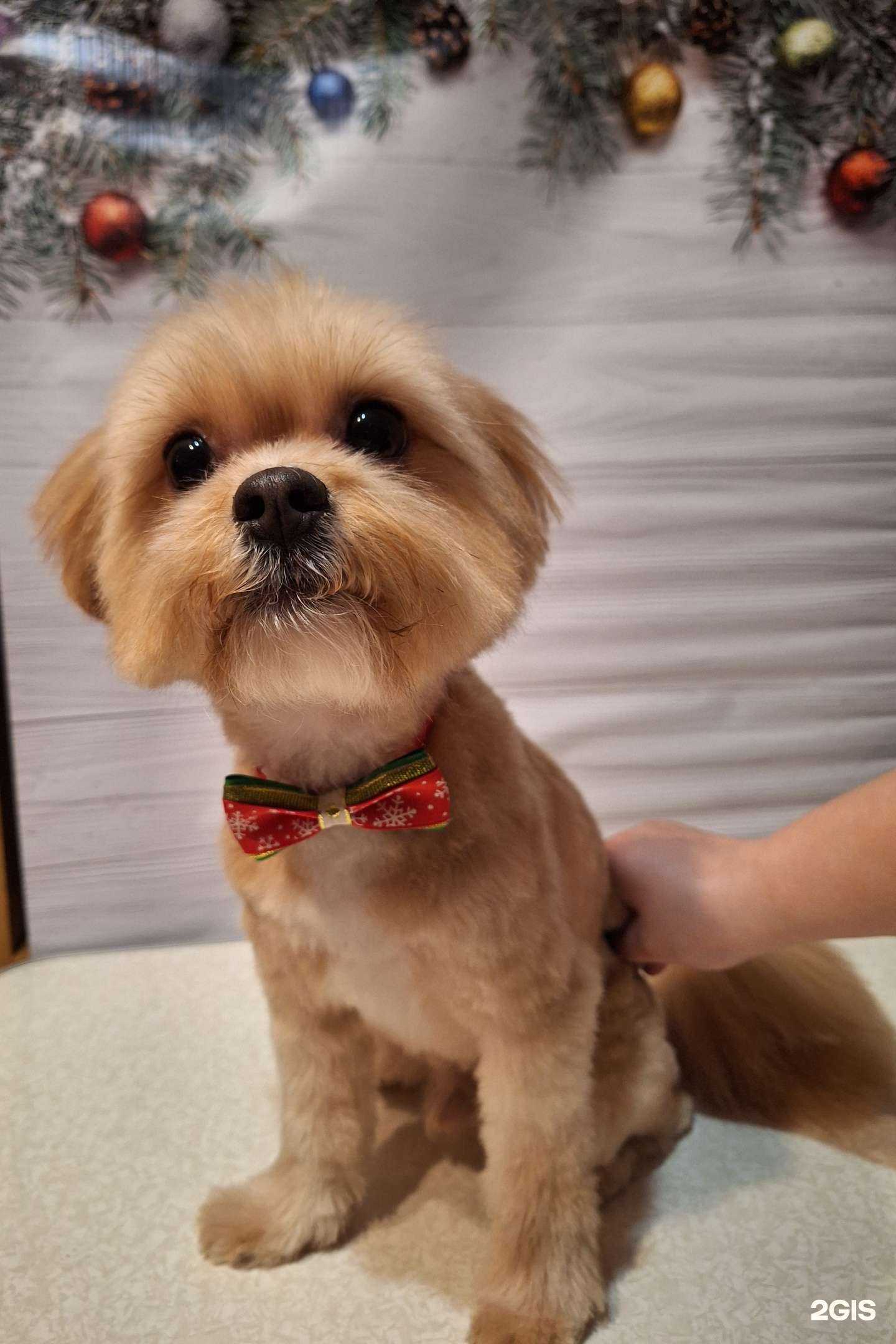 Отзывы на компанию Бобики и Котики в Ногинске c фото