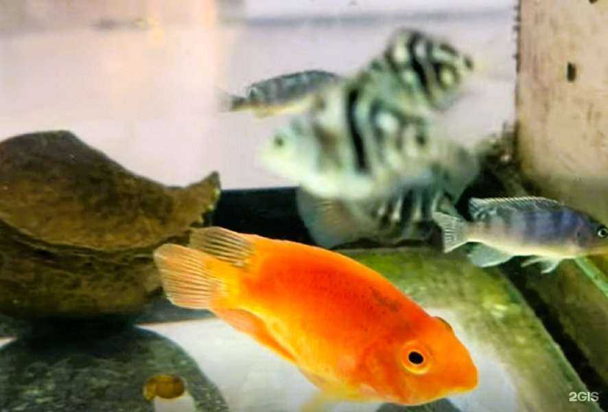 Отзывы на компанию Zoomakc в Кургане c фото