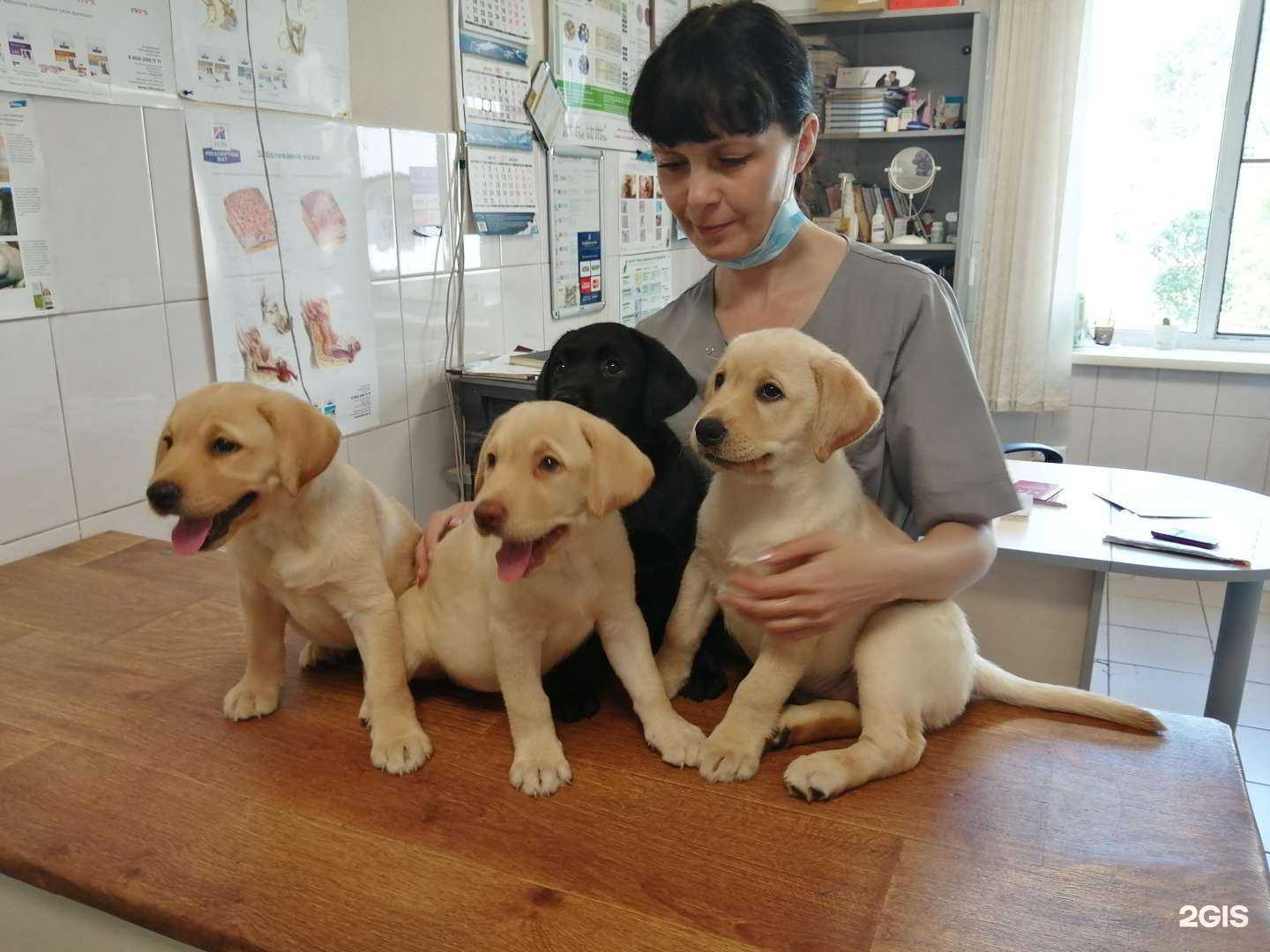 Отзывы на компанию Зоовет в г. Новокузнецк c фото