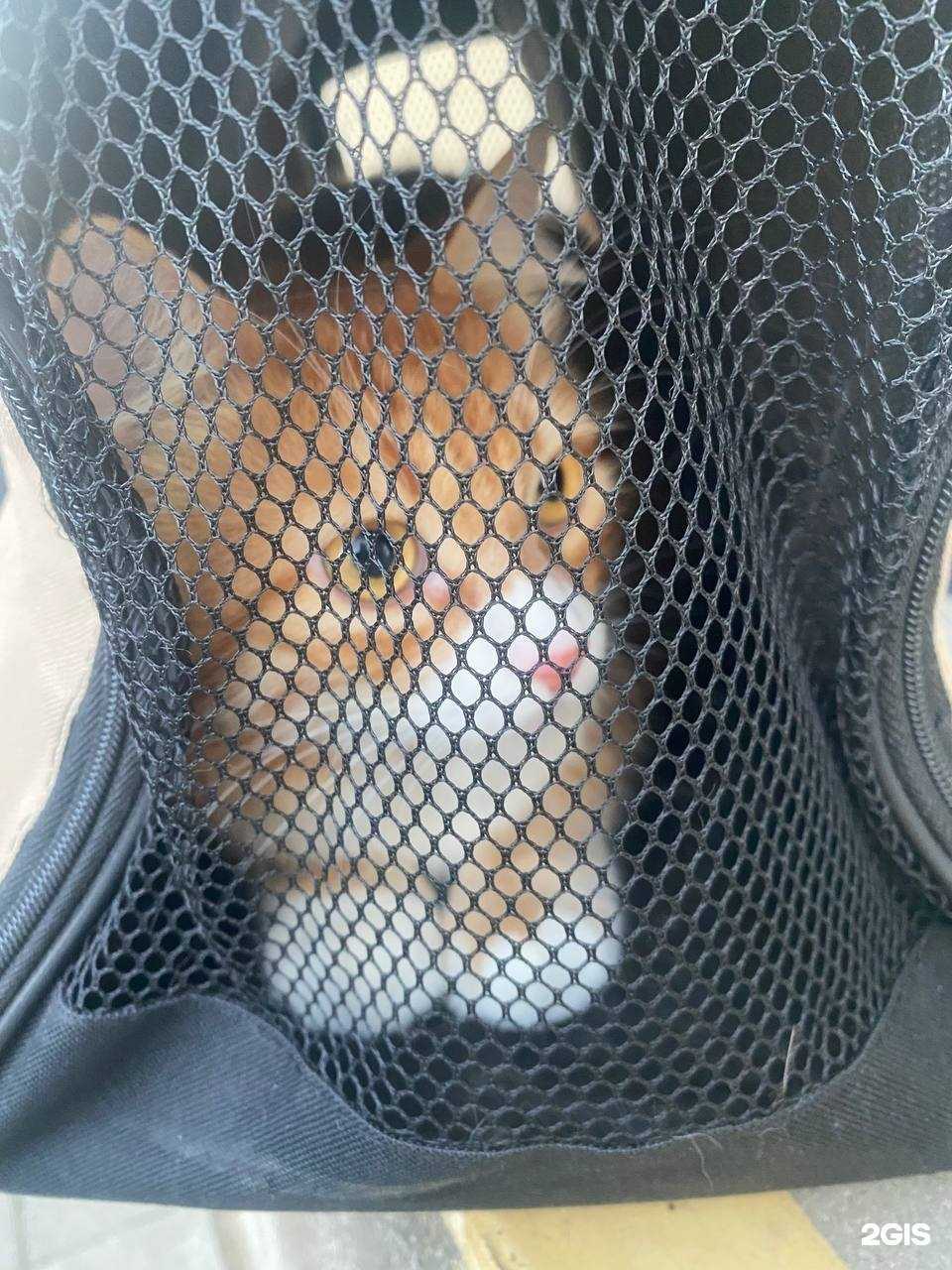 Отзывы на компанию Скорая ветеринарная помощь в г. Новороссийск c фото