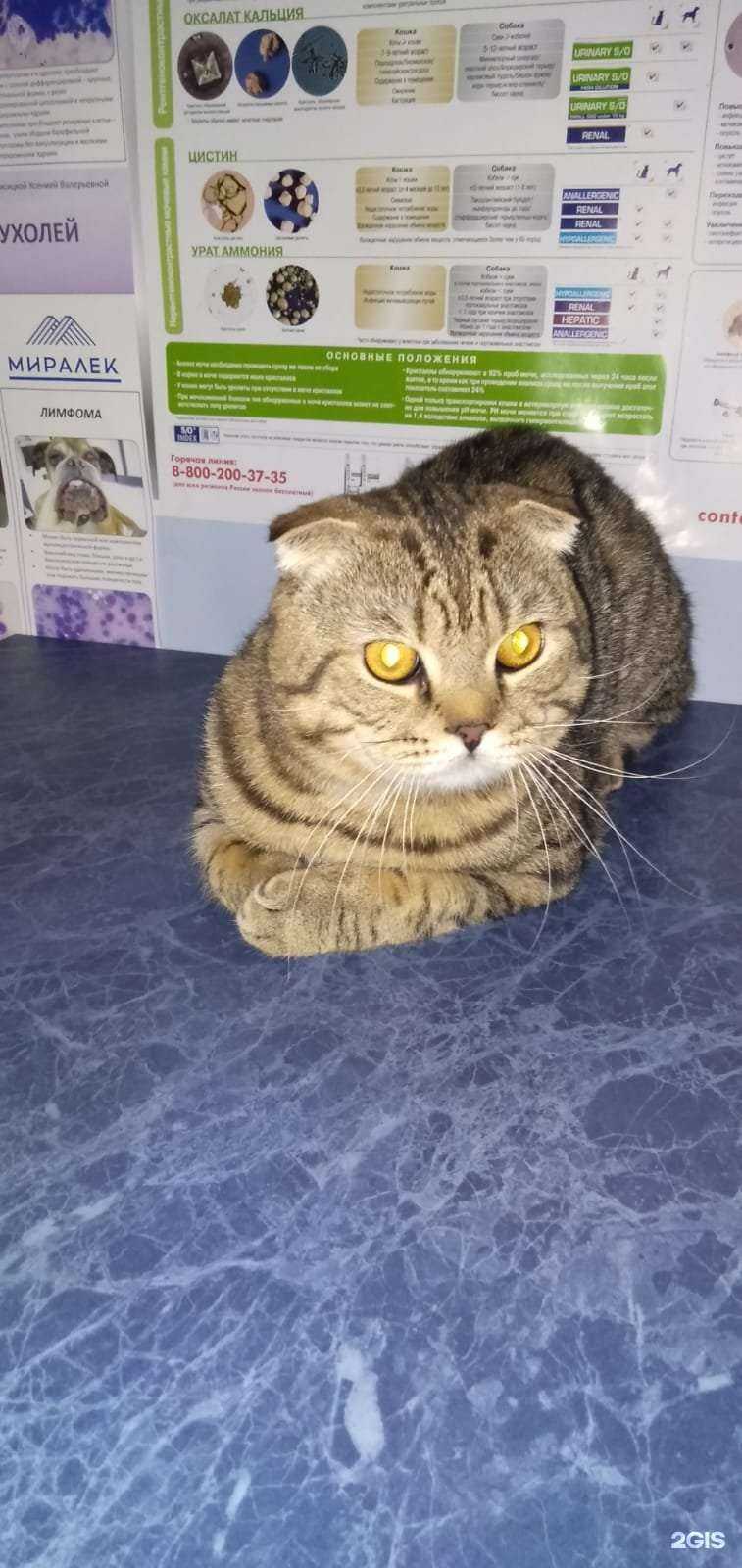 Отзывы на компанию Зверополис в Краснодаре c фото