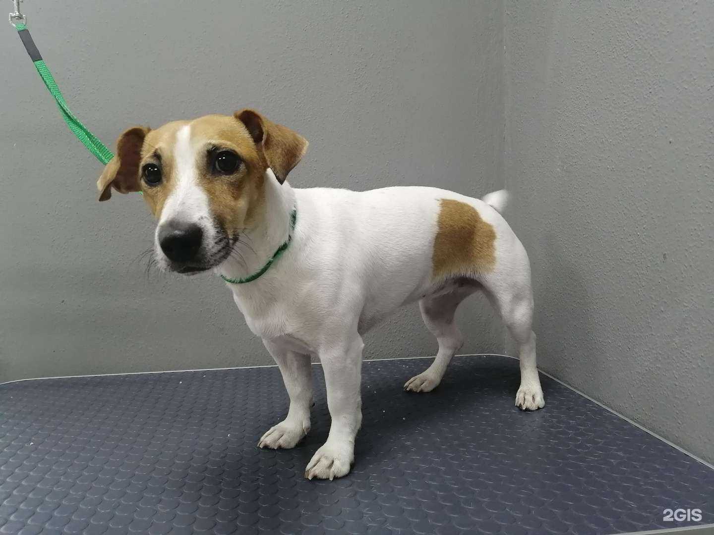 Отзывы на компанию Groomking в Оренбурге c фото