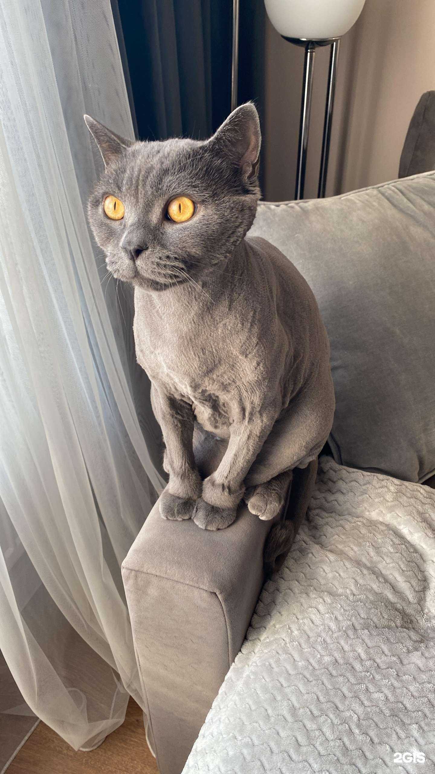 Отзывы на компанию Груминг-салон на Шпачека в г. Иркутск c фото