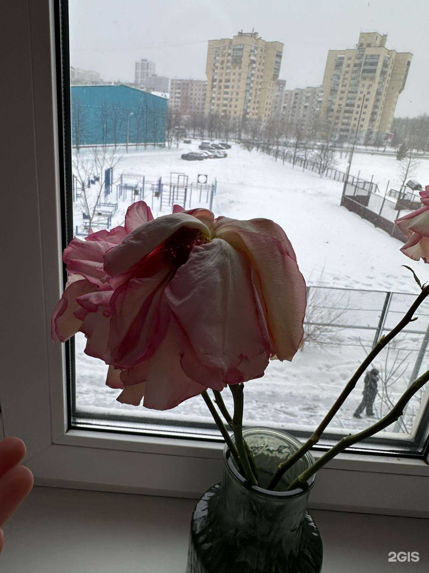 Отзывы на компанию Цветыcity в г. Тюмень c фото