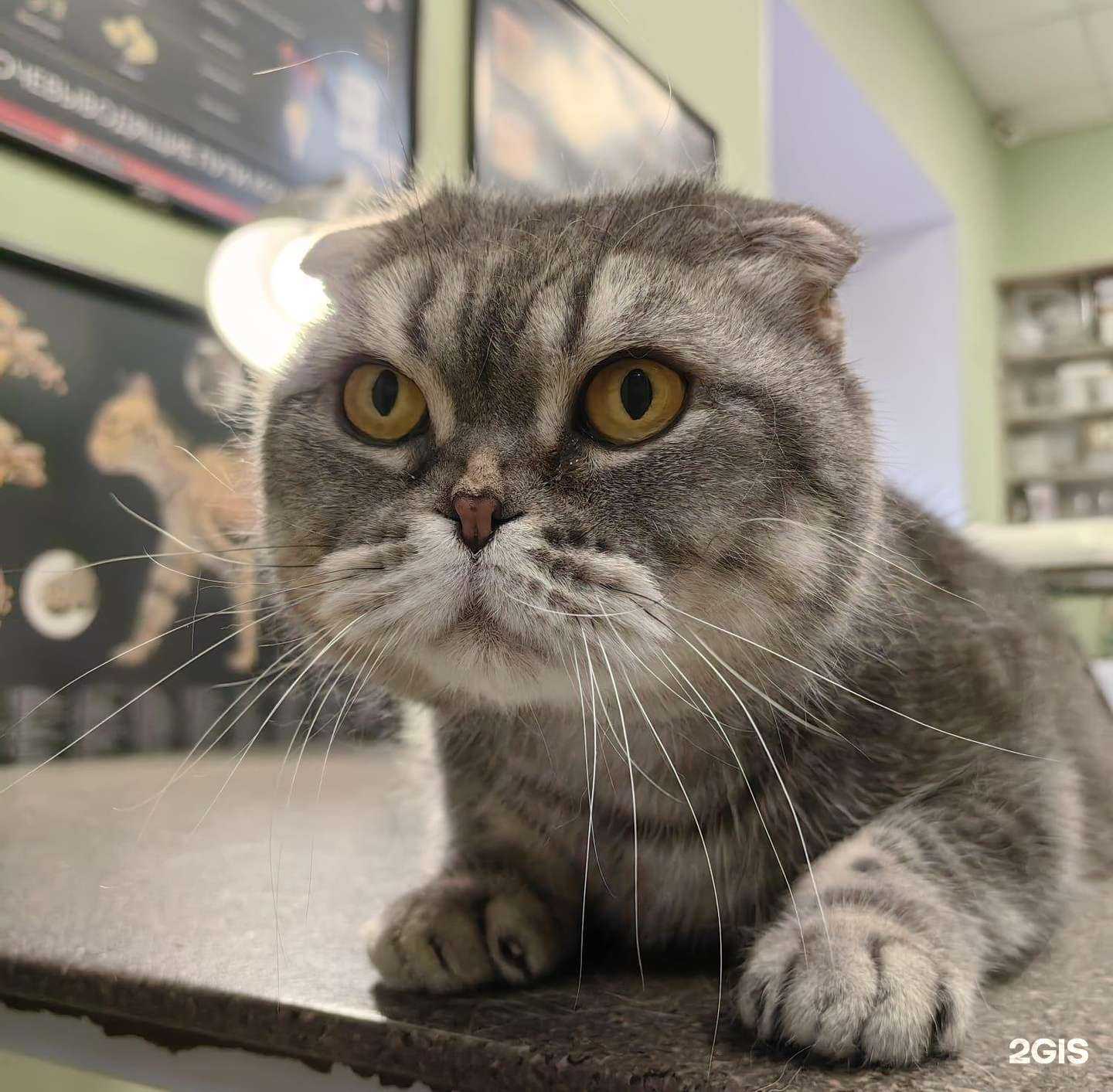 Отзывы на компанию Скоравет в г. Омск c фото