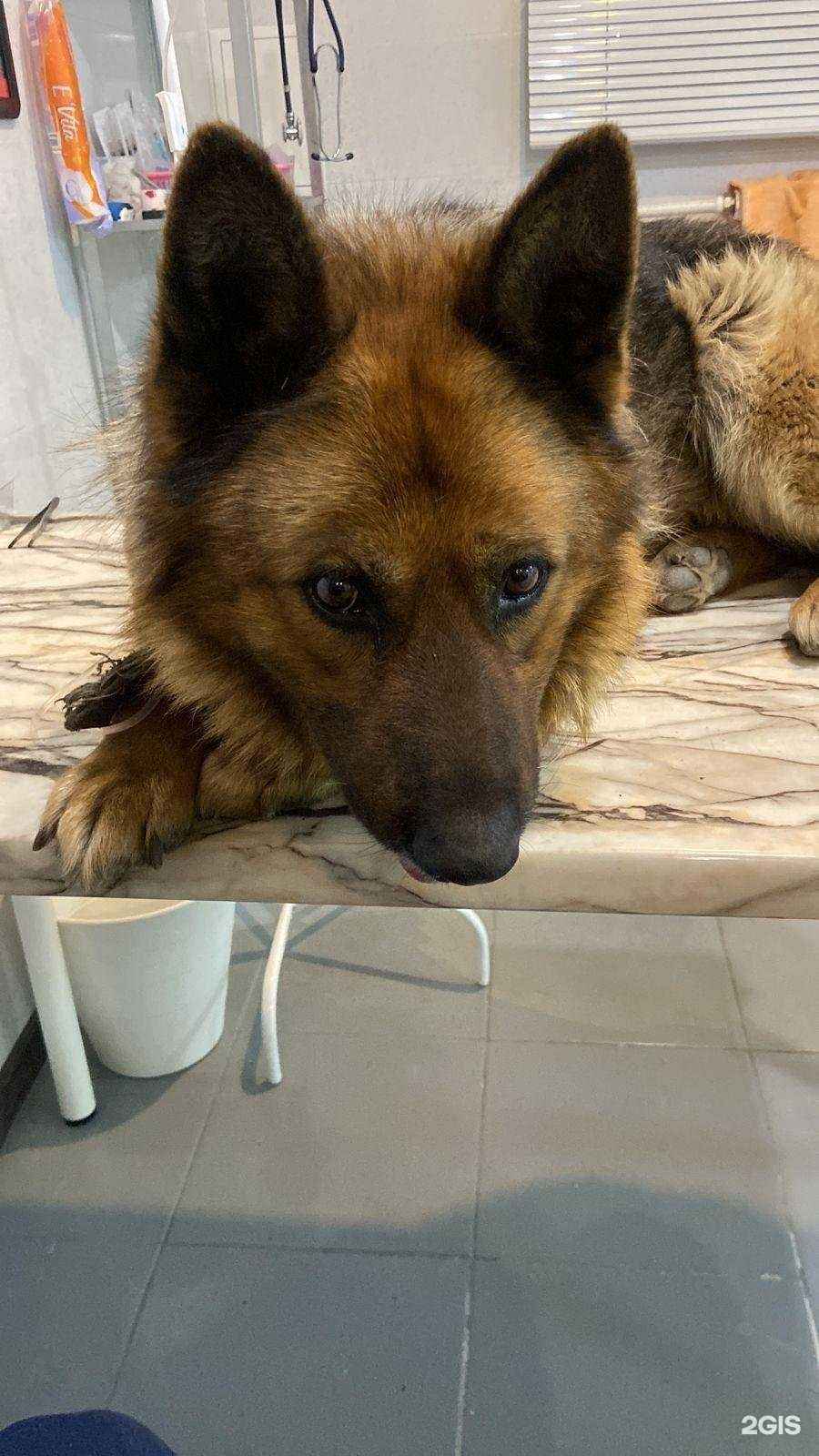 Отзывы на компанию Animals в Уфе c фото