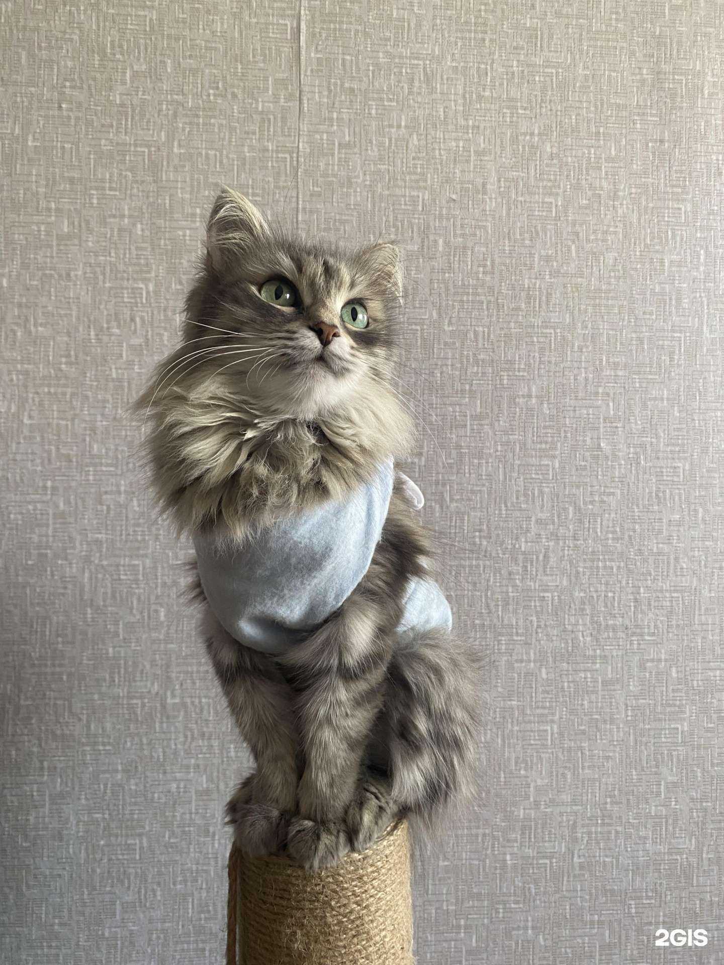 Отзывы на компанию Зоодоктор в Новокузнецке c фото