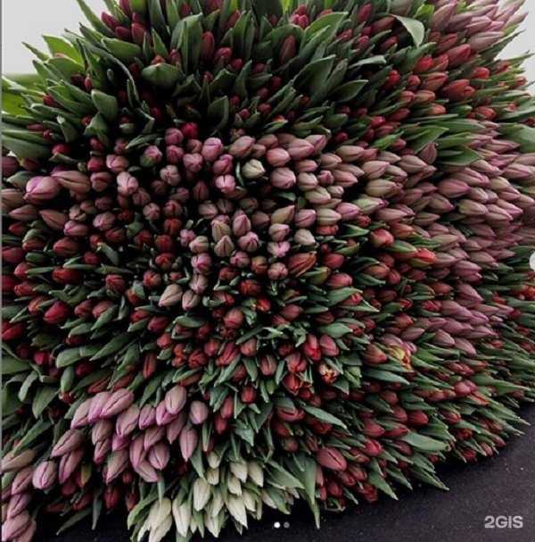 Отзывы на компанию Botanique в г. Щёлково c фото