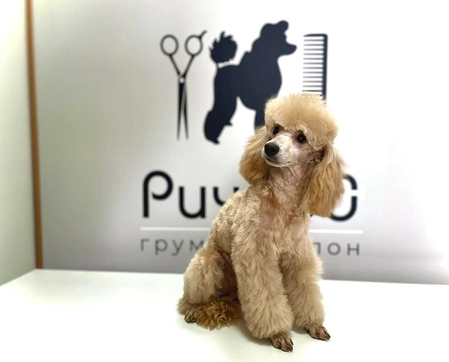 Отзывы на компанию Ричард в г. Красноярск c фото