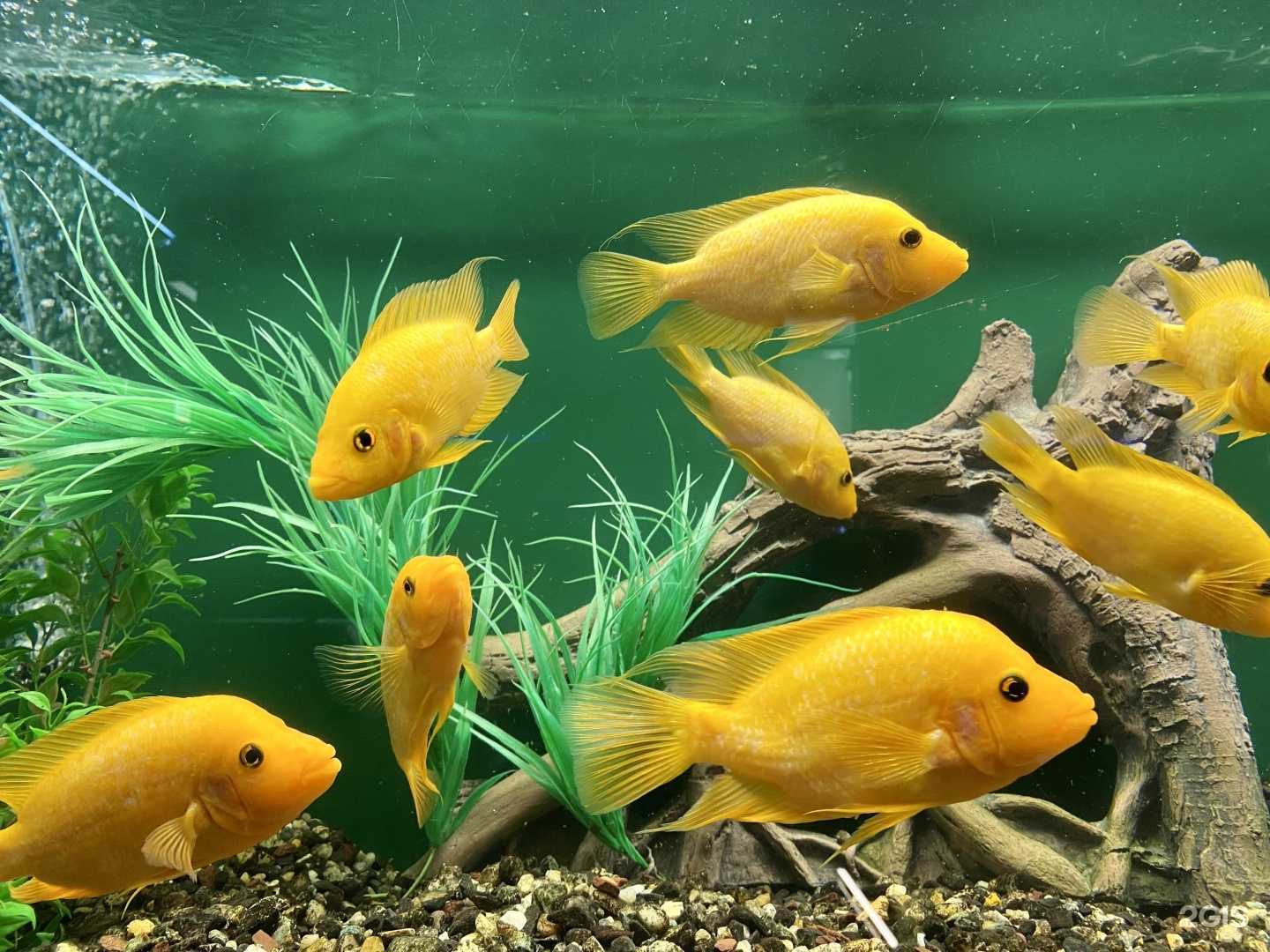 Отзывы на компанию Дом Аквариум в г. Челябинск c фото