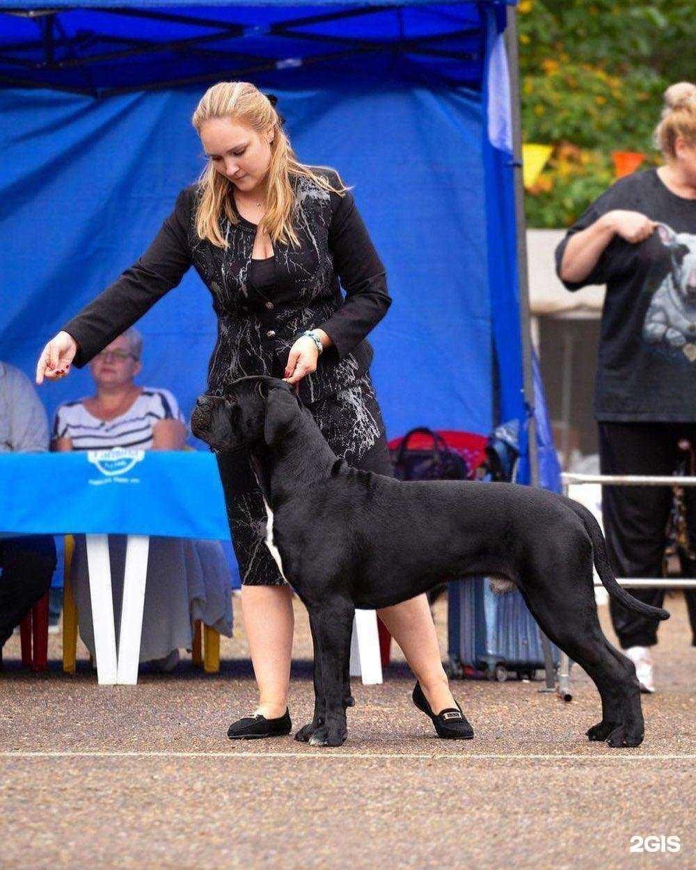 Отзывы на компанию Гостиница для животных в г. Краснодар c фото