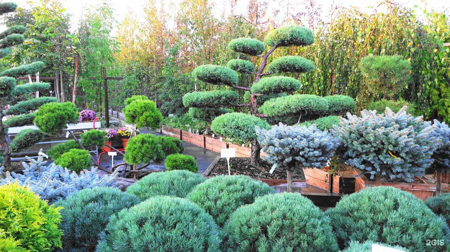 Отзывы на компанию Флора-маркет в Саратове c фото - фотография 2 из 2