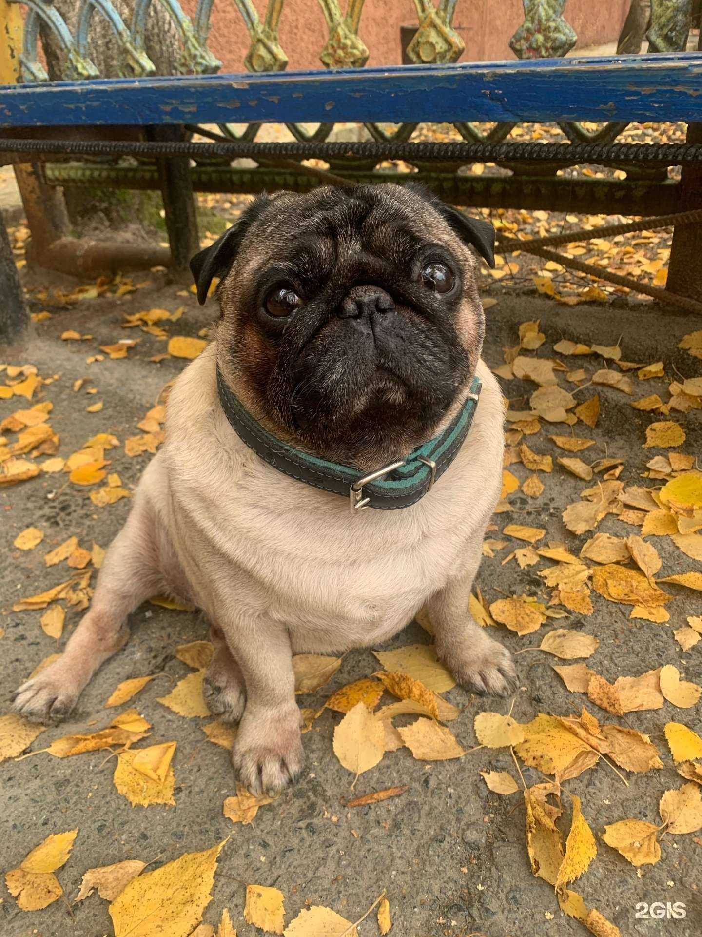 Отзывы на компанию Ветеринарный доктор Стуканов в г. Сургут c фото