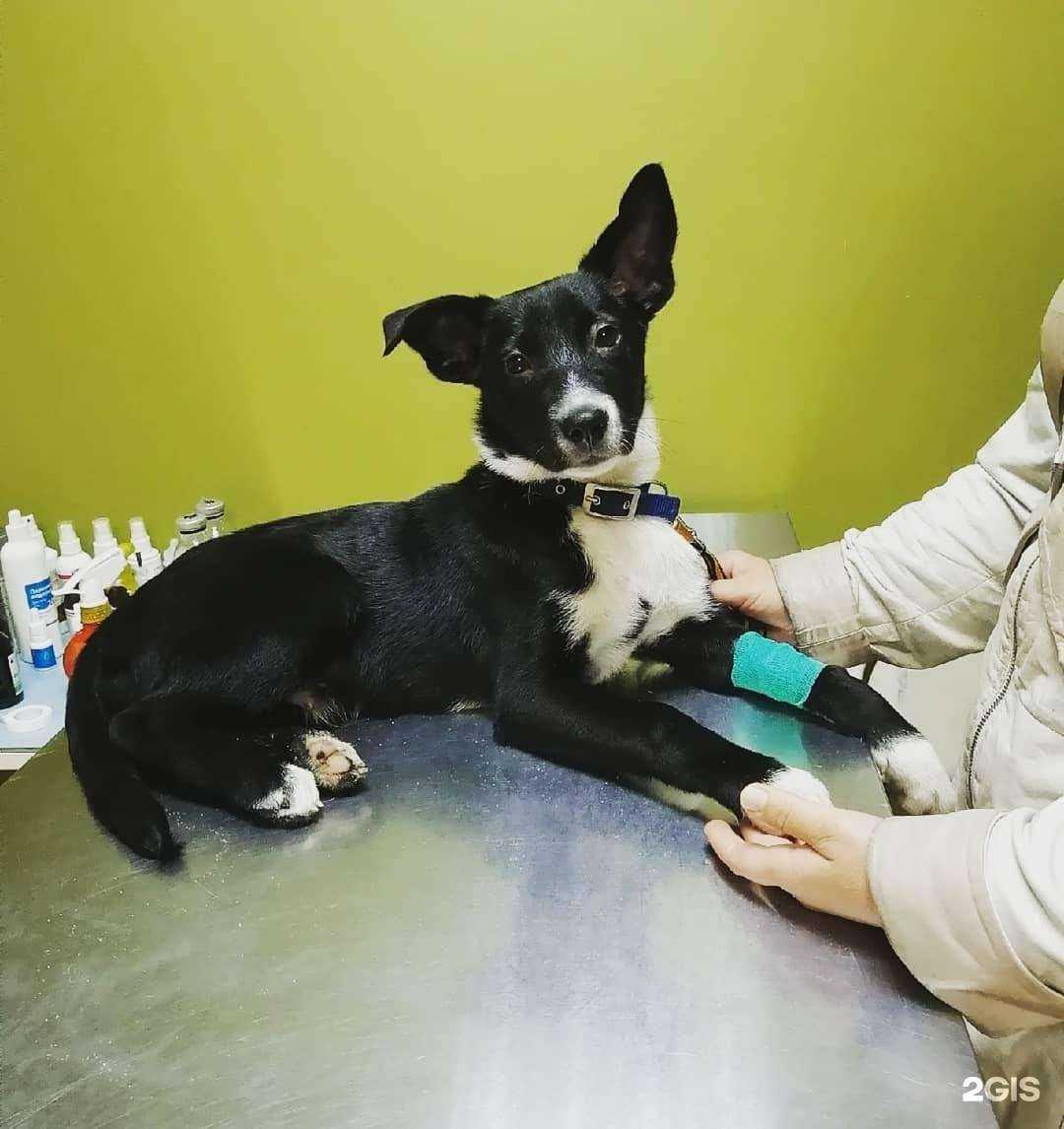 Отзывы на компанию Панда в г. Воронеж c фото